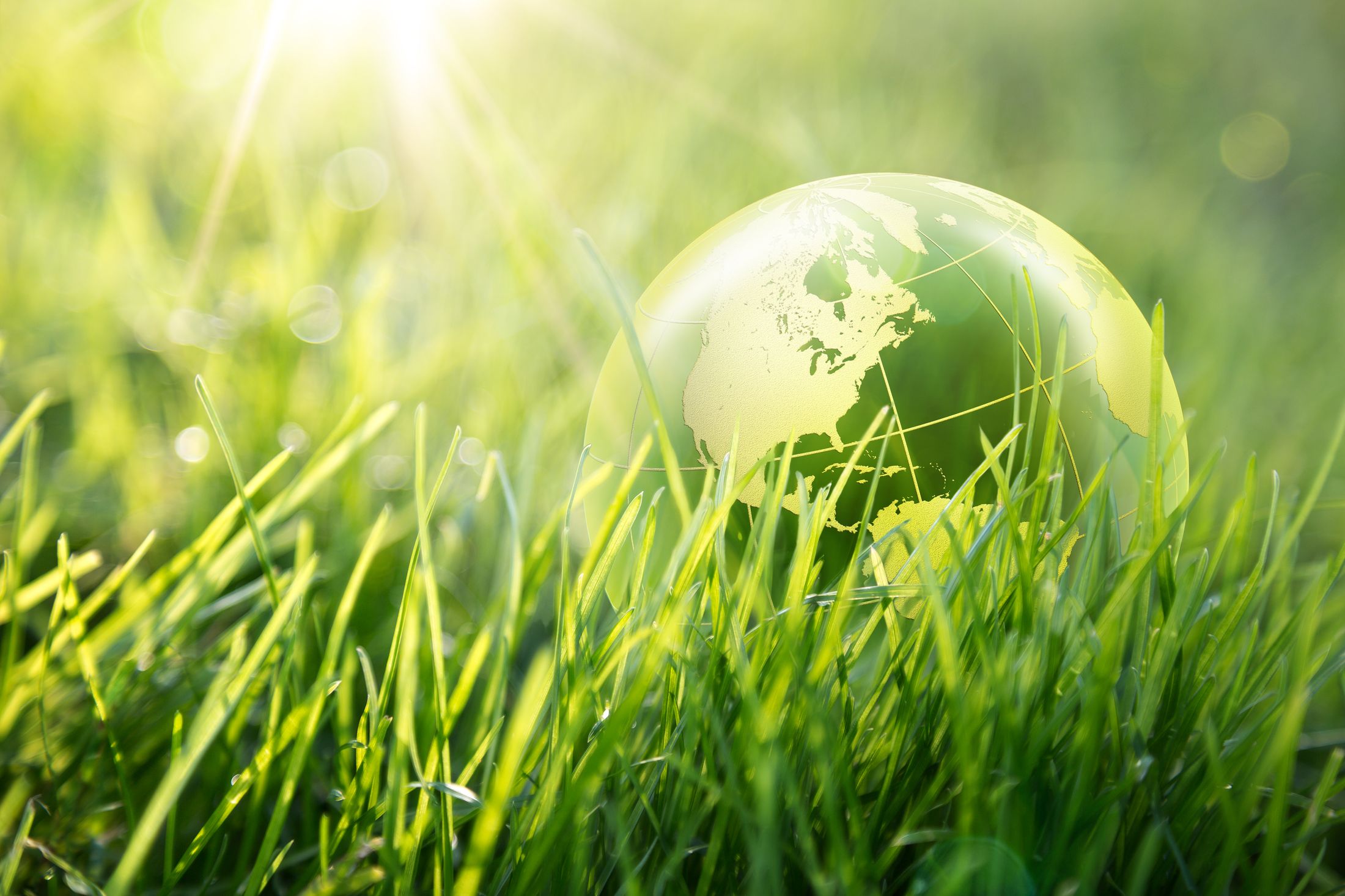 A glass globe resting in green grass