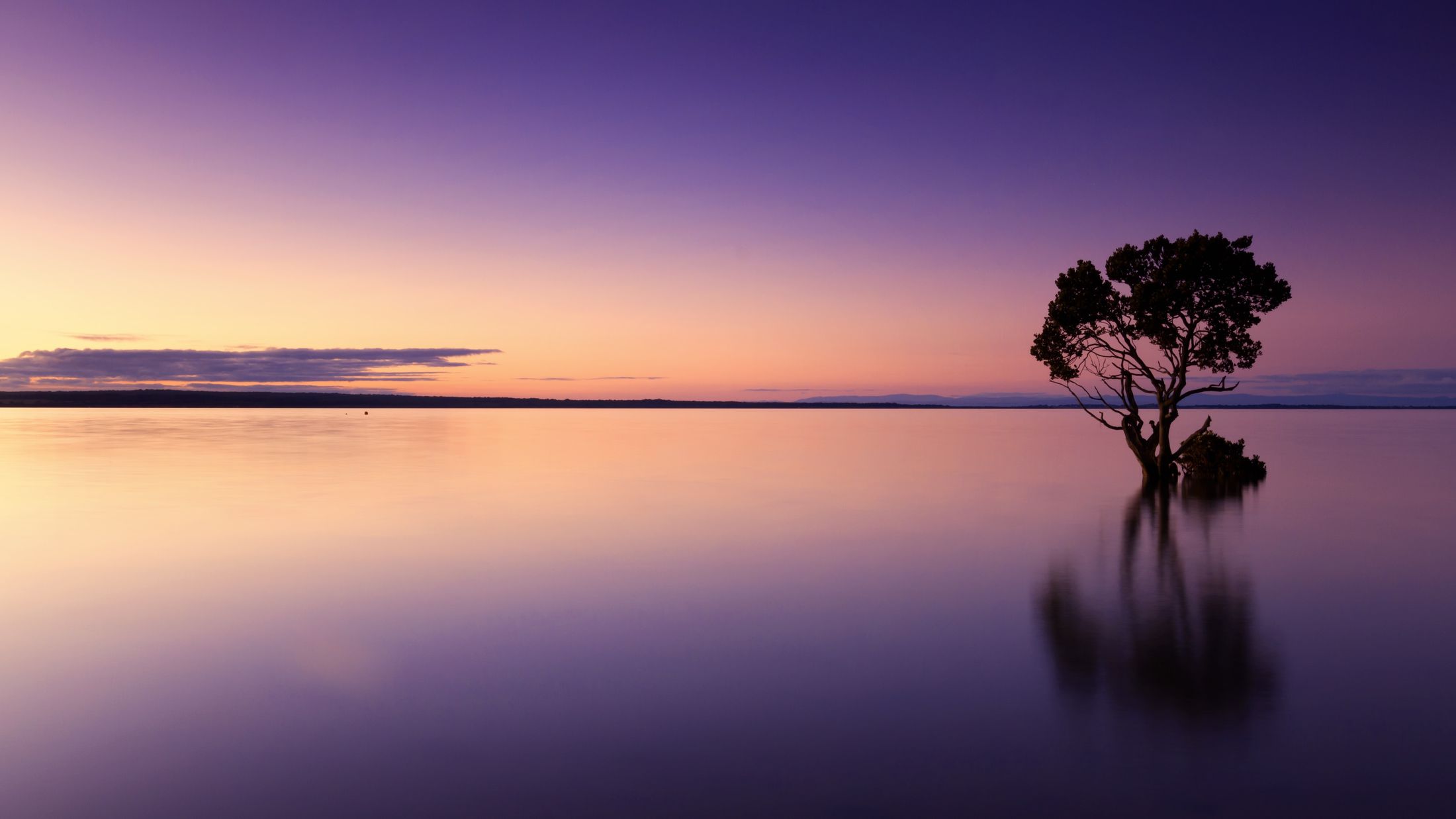 A lone tree standing in still water at dusk